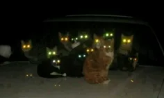 گربه ها تو سیاهی شب