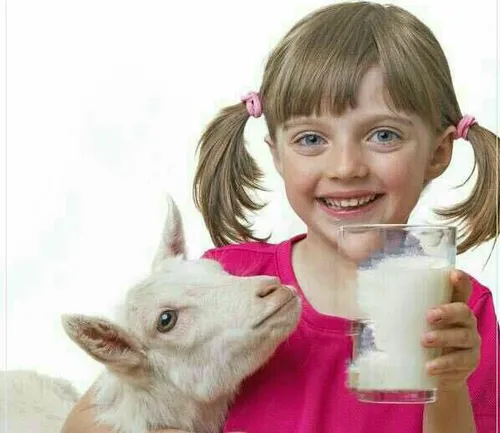 « شیر بز » حاوی مواد مغذی بیشماری است که میتوان آن را با 
