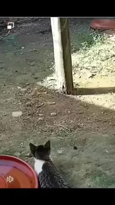 videosubscriptio 74888125