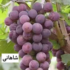 شاهانی