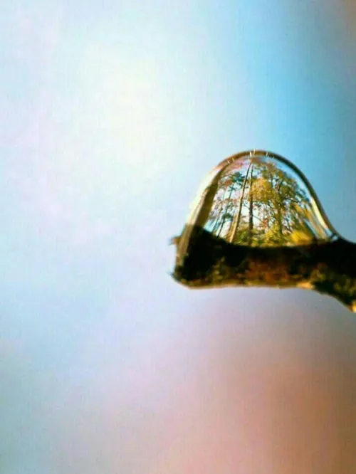 تصویر فوق العاده زیبا از انعکاس درختان در یک قطره آب