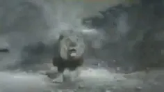 اولین فیلم واقعی ضبط شده از جنگ ببر و شیر را حتما ببینید 
