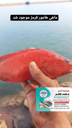 ماهی هامور قرمز