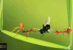 دعوای دو مورچه به سر غذا