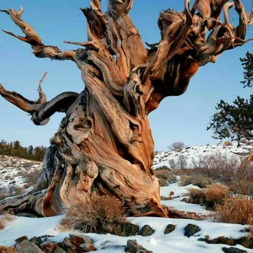 درخت کاج بریستلکون کهن سالترین درخت دنیاست و بومی جنوب غر