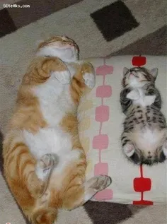 عکسهای خنده دار از گربه های خسته