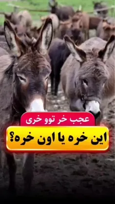 چه خر توخریه