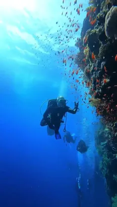 شگفتی خیر کننده داری زیر دریاها 