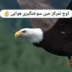 اوج تمرکز یک عقاب