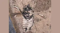 کشف فسیل ۱۶۰ میلیون ساله یک حشره‌ عجیب