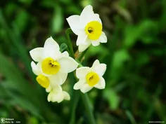 سلام دوستای گلم. صبحتون بخیر. امیدوارم روزتون به قشنگیه ا