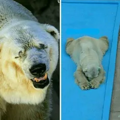 غمگین ترین خرس قطبی جهان درگذشت 