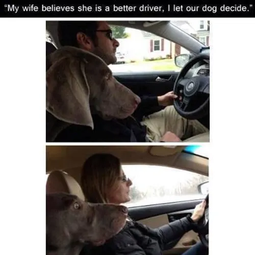 " قضاوت رانندگی رو به سگمون سپردم"
