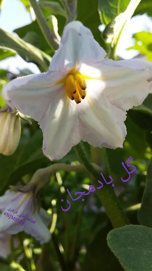 ماجراهای فرفری NJM0101 عکس زیبا قشنگ گل گل بادمجان هنری ح