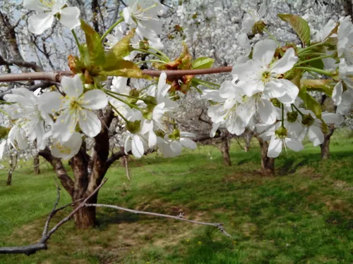 شکوفه کردن درختان گیلاس .درشهرستان اشنویه.مشهور به شهر گی