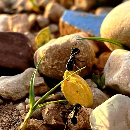 ای مهربان من