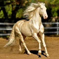 زیبا ترین و گران ترین اسب جهان