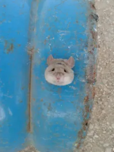 بدبخت ترین موش