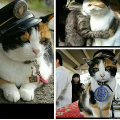 تاما گربه ای که در ایستگاه قطاری در #ژاپن زندگی میکرد و ب