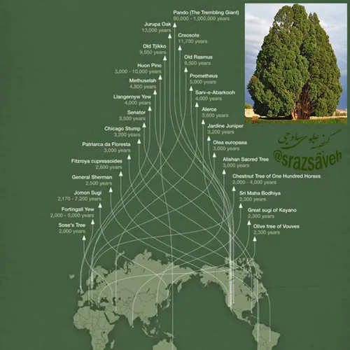 تنها ۲۶درخت در جهان وجود دارند که قبل از میلاد مسیح نیز و