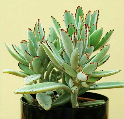 ‍ ۷- کالانکوئه تومنتوسا – Panda Plant Kalanchoe tomentosa