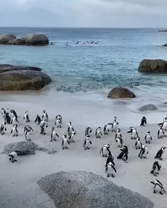 پنگوئن ها  🐧🐧🐧🐧