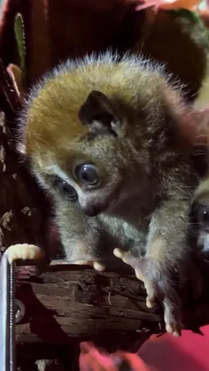 لوریس کند کوتوله (Pygmy slow loris) گونه‌ای از لوریس کند 