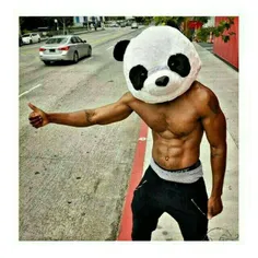 🐼 🐼 🐼 🐼 🐼 🐾 🐾