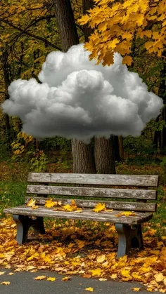 وای بر احوال برگ بی درخت