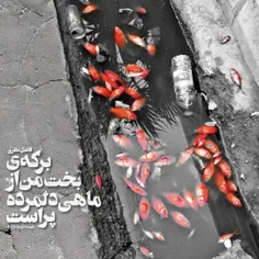 برکه ی بخت من از ماهی دلمرده پر است