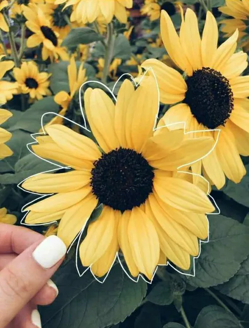 💛🌻فرق روزای خوب و بد زندگی اینه که: