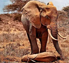 فیلها وقتی همسرشان را از دست میدهند آنقدر افسرده میشوند ک