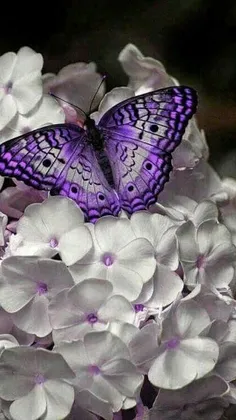 #Butterfly