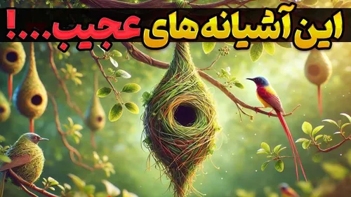 آشیانه های عجیب و غریب پرندگان 👇👇