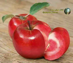 تولید اولین سیب درون سرخ