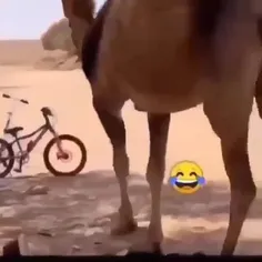 شتر فضول،😂😂😂