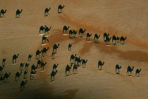 این عکس ازبالای سر شترها گرفته شده و به عنوان یکی از زیبا