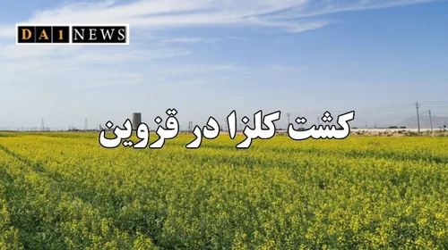 آغاز کشت دانه روغنی کلزا در مزارع کشاورزی استان قزوین