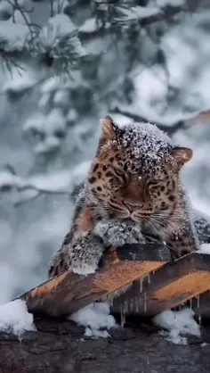حیات‌ وحش وحشی وقت برف زمستانی زیبایی در زیبایی است.