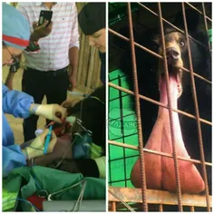 توله خرسی که در باغ وحش میانمار دچار تومور3کیلویی در زبان