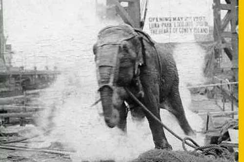 ادیسون در سال ۱۹۰۳ یک فیل را به برق گرفت تا اثبات کند جری