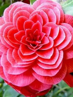 گل ژاپنی PHI یکی از متقارن ترین گلهای کشف شده می باشد که 