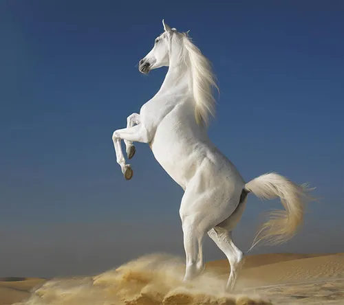 اینم ی اسبه خوشگل. خیلی اسب دوست دارم اونم ی اسب مشکی