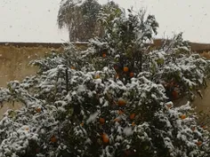 اینم از برف امروز در شیراز