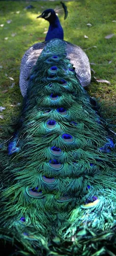 #Peacock 