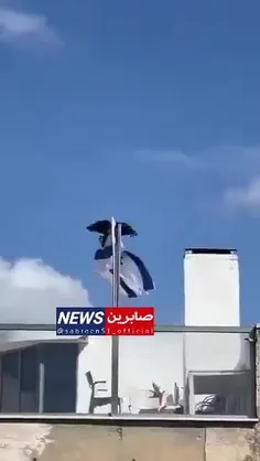 این پرنده هم پرچم اسراییل میندازه روی زمین