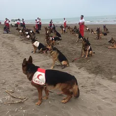 Training search and rescue dogs for Red Crescent (equival