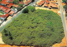 بزرگترین درخت بادام هندی که توسط یک ماهیگیر در برزیل کاشت