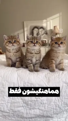 میبینی چقد کیوتن🥺🤍☁