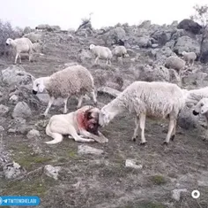 این گوسفند که قدرِ سگی رو که برای